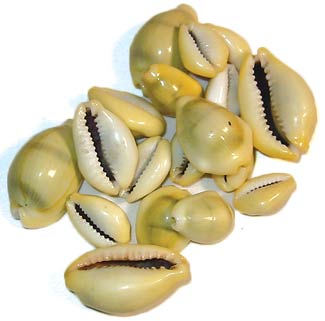 African Cowrie Shells (0.2 oz Set of 18) - Click Image to Close
